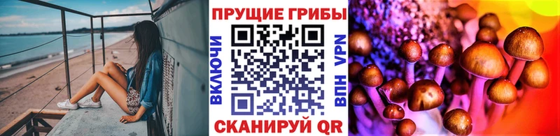 OMG вход Закаменск Галлюциногенные грибы Psilocybe